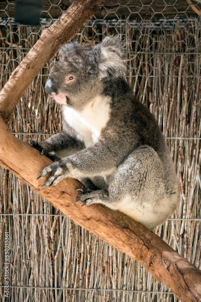 Obraz premium the koala is climbing an eucalyptus tree
