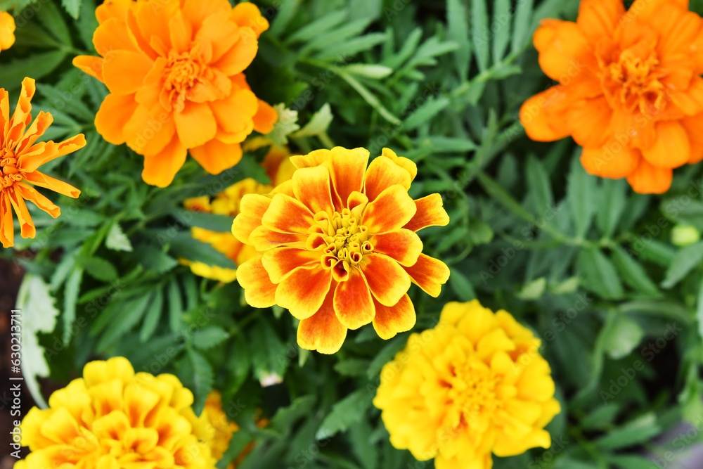 オレンジ色の花 マリーゴールド オレンジ色の花 マリーゴールド