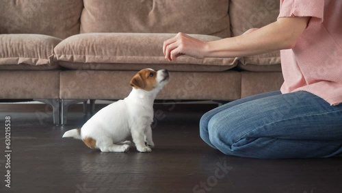 Owner trains a small puppy at home