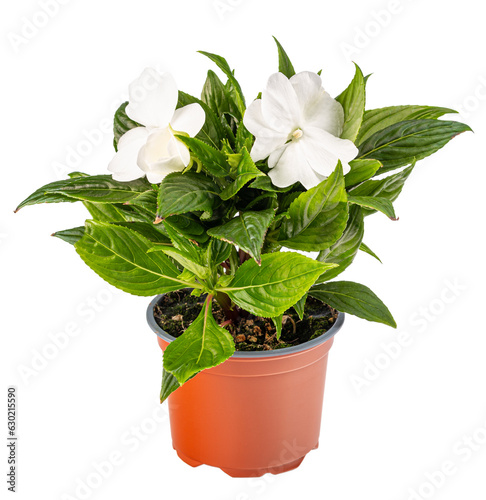 White impatiens walleriana flower photo