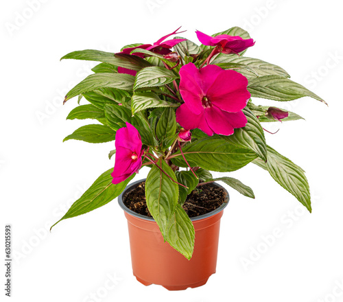 Red impatiens walleriana flower
