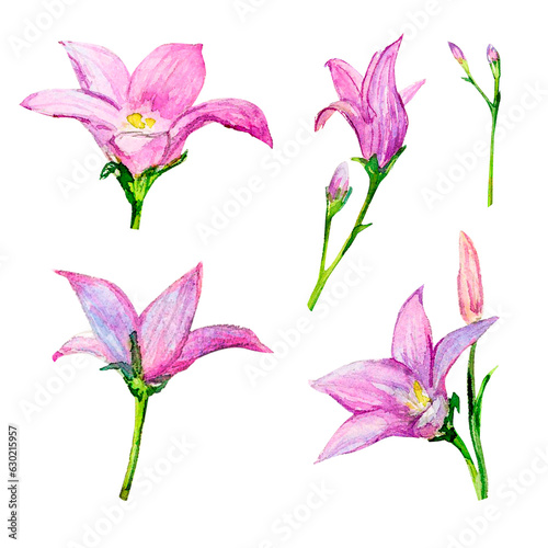 Field bluebell hand-painted watercolor illustration set of delicate flowers and buds isolated on white background. Meadow wildflowers for textile or logo  cards. Floral illustration for design and