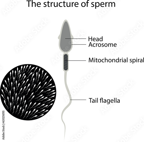 Structure of male sperm. The structure of the sperm