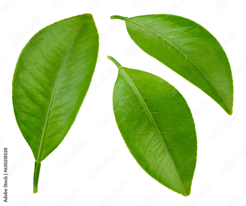 Citrus leaves Clipping Path Citrus leaves Clipping Path