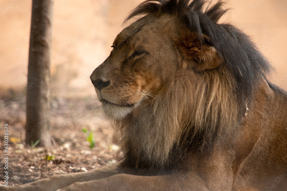 Lions have strong, compact bodies and powerful forelegs, teeth and jaws for pulling down and killing prey.