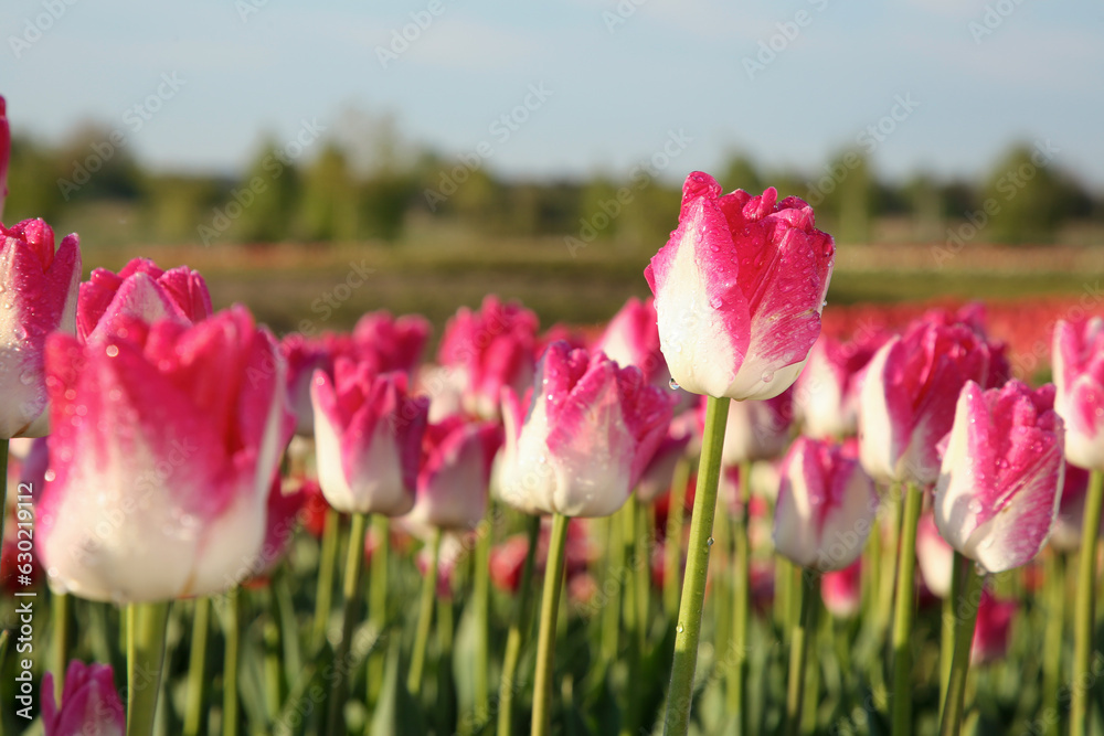 Beautiful pink tulip flowers growing in field on sunny day, selective focus Beautiful pink tulip flowers growing in field on sunny day, selective focus