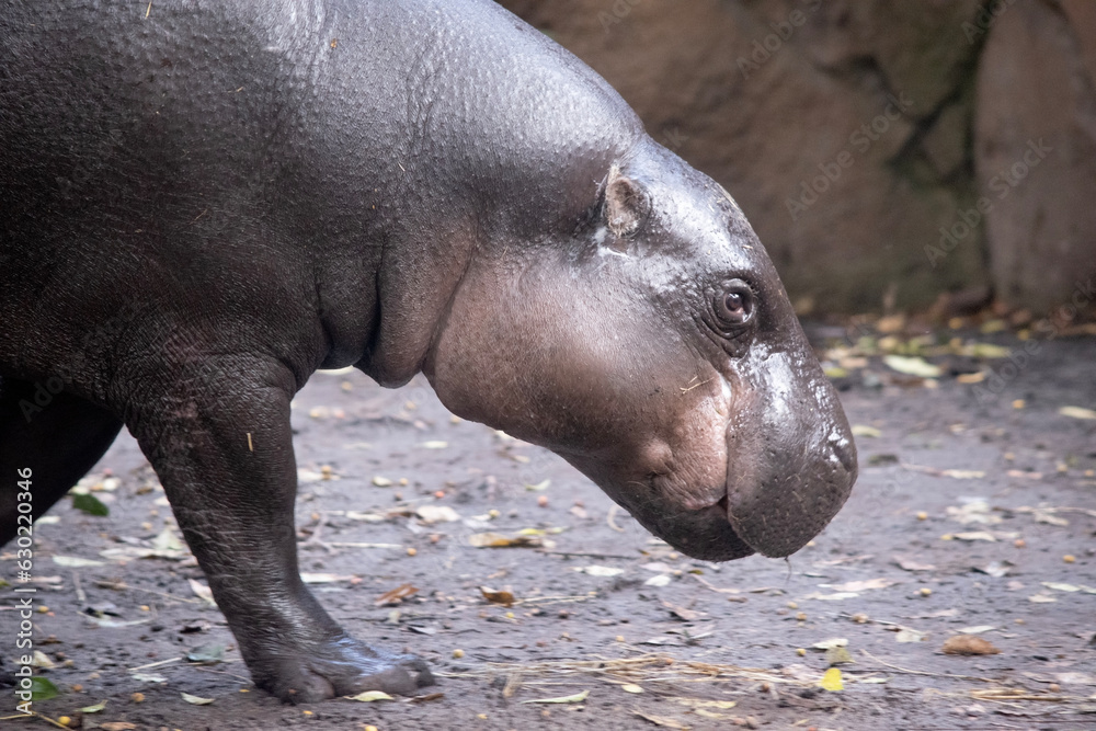 the pygmy hippo looks like a small version of a hippo