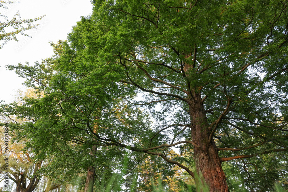 Fototapeta premium Beautiful tree with green leaves growing outdoors, low angle view