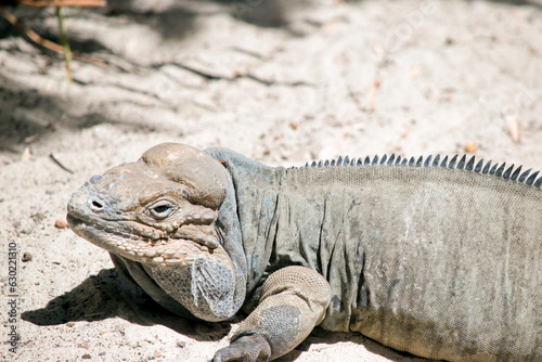 this is a close up of a rhinoceros iguana
