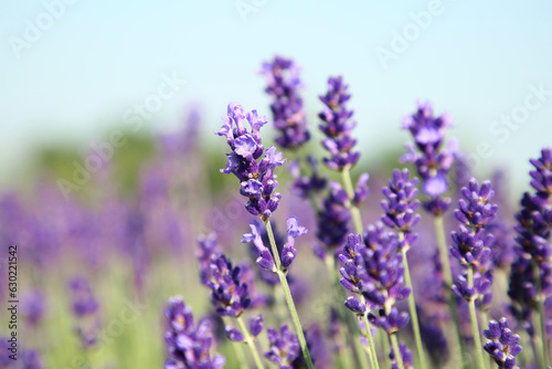 Beautiful blooming lavender growing in field  closeup. Space for text
