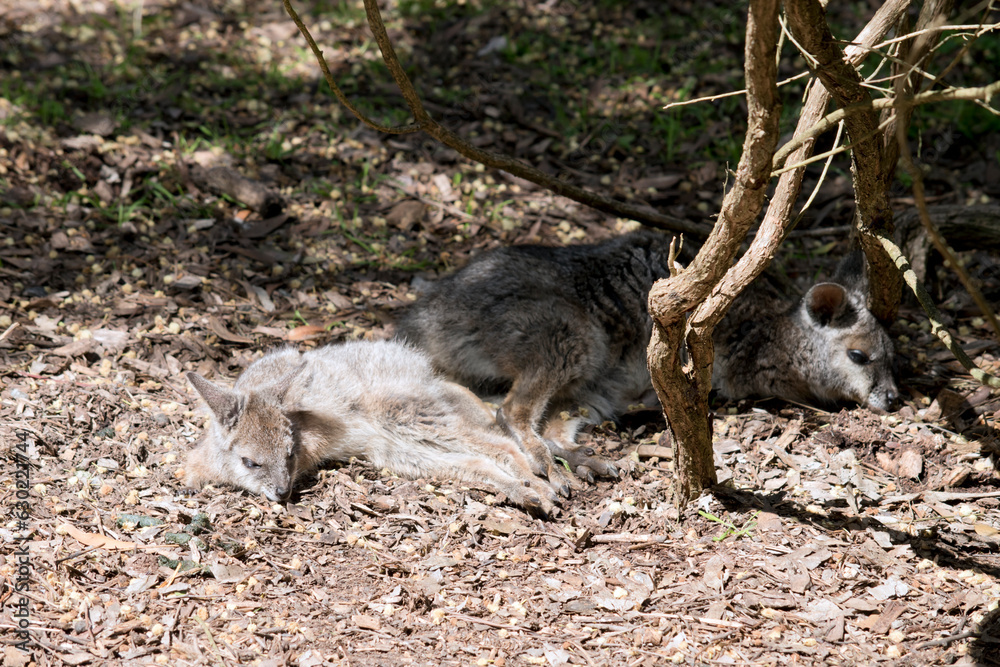 the tammar wallabies are grey with tan legs and a white stripe on its face the tammar wallabies are grey with tan legs and a white stripe on its face