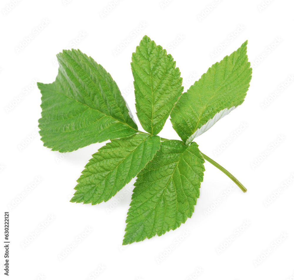 Stem with green raspberry leaves isolated on white Stem with green raspberry leaves isolated on white
