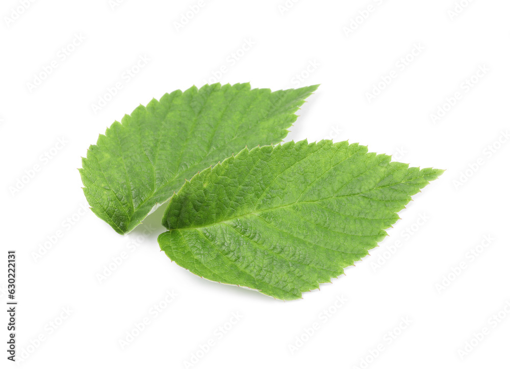 Fresh green raspberry leaves isolated on white Fresh green raspberry leaves isolated on white
