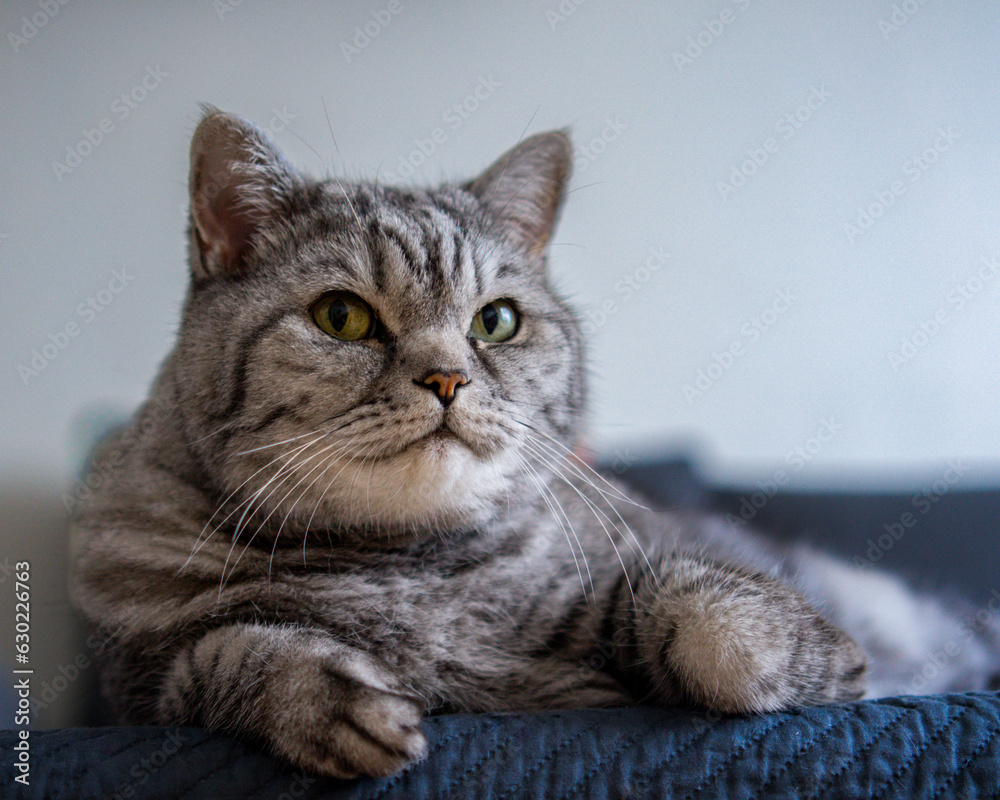 A gray cat with a long fur for a big mustache