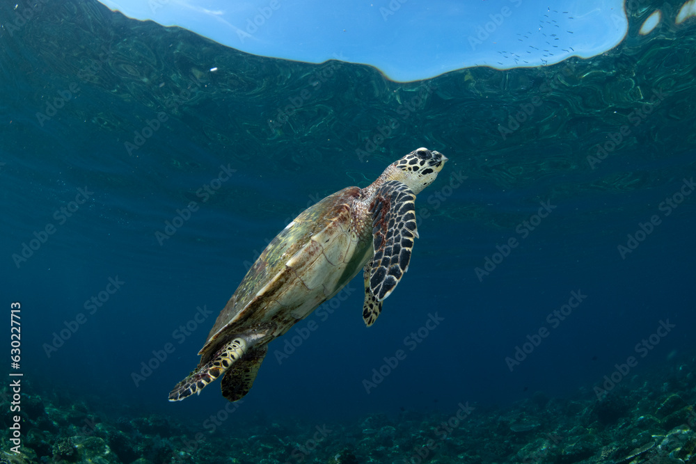 Hawksbill Sea Turtle - Eretmochelys imbricata. Sea life of Tulamben, Bali, Indonesia. Hawksbill Sea Turtle - Eretmochelys imbricata. Sea life of Tulamben, Bali, Indonesia.