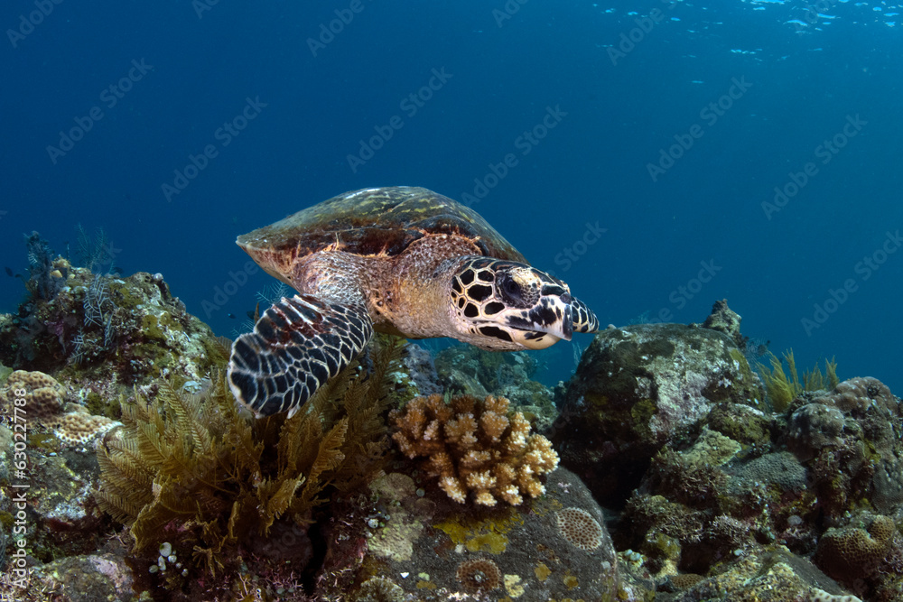 Hawksbill Sea Turtle - Eretmochelys imbricata. Sea life of Tulamben, Bali, Indonesia.	