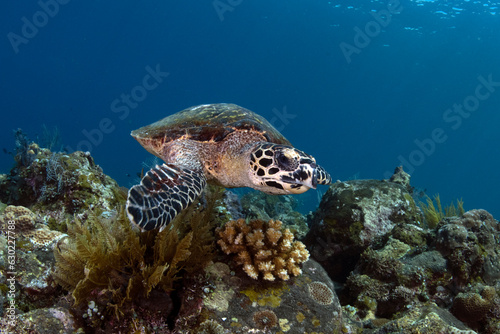 Hawksbill Sea Turtle - Eretmochelys imbricata. Sea life of Tulamben, Bali, Indonesia. 