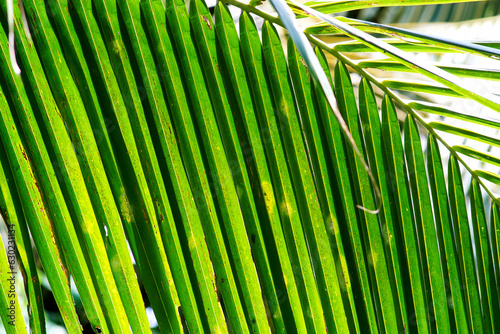 Coconut leaf close up shot  Nature  pattern background