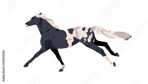 Appaloosa breed horse. Stallion galloping, spotty equine animal running fast. Spotted steed, racehorse in motion, action, movement position. Flat vector illustration isolated on white background