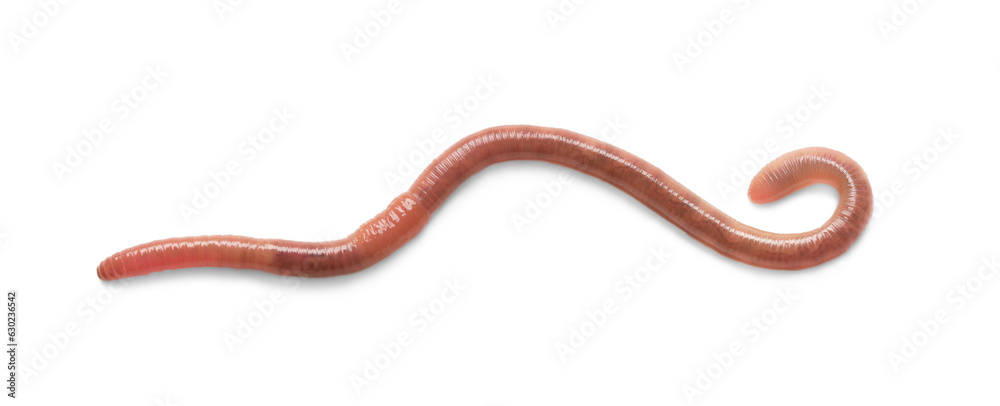 One earthworm isolated on white. Terrestrial invertebrates One earthworm isolated on white. Terrestrial invertebrates