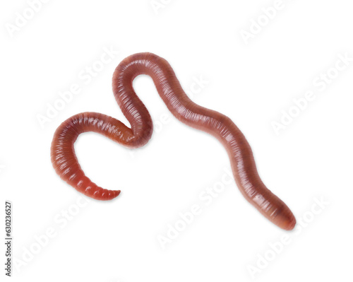 One earthworm isolated on white. Terrestrial invertebrates