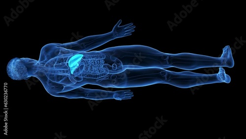 Animation of the structure of a man's liver photo