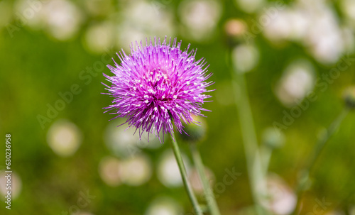 flower. flowering nature closeup. macro of flowering plant. purple exotic flower. natural flower plant. flora nature. bright blooming flower in nature