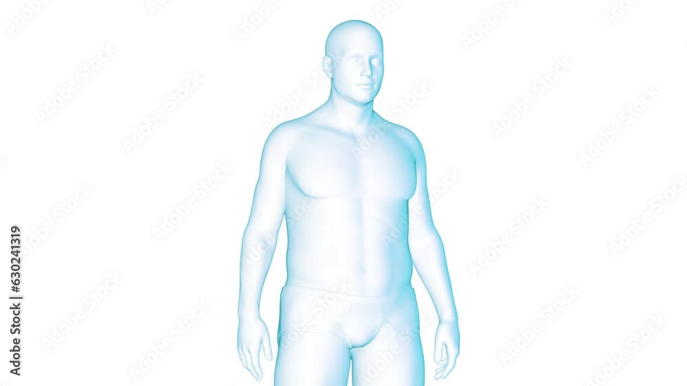 Animation of a man's transformation from fat to fit Animation of a man's transformation from fat to fit