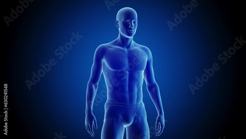 Man changing from endomorphic to mesomorphic body, animation photo