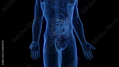 Animation of the normal intestinal flora of a man's colon photo