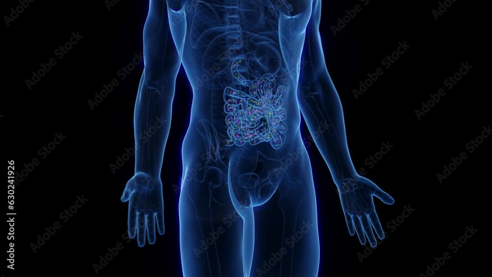 Animation of the small intestinal microflora of a man Animation of the small intestinal microflora of a man