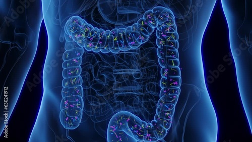 Animation of normal intestinal flora colonising man's colon
