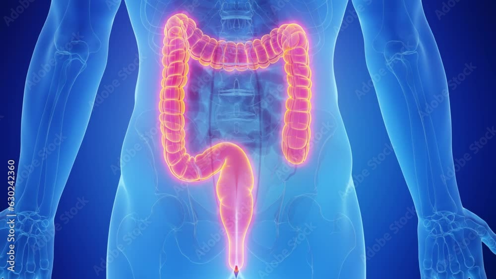 Animation of healthy male human's large intestine Animation of healthy male human's large intestine