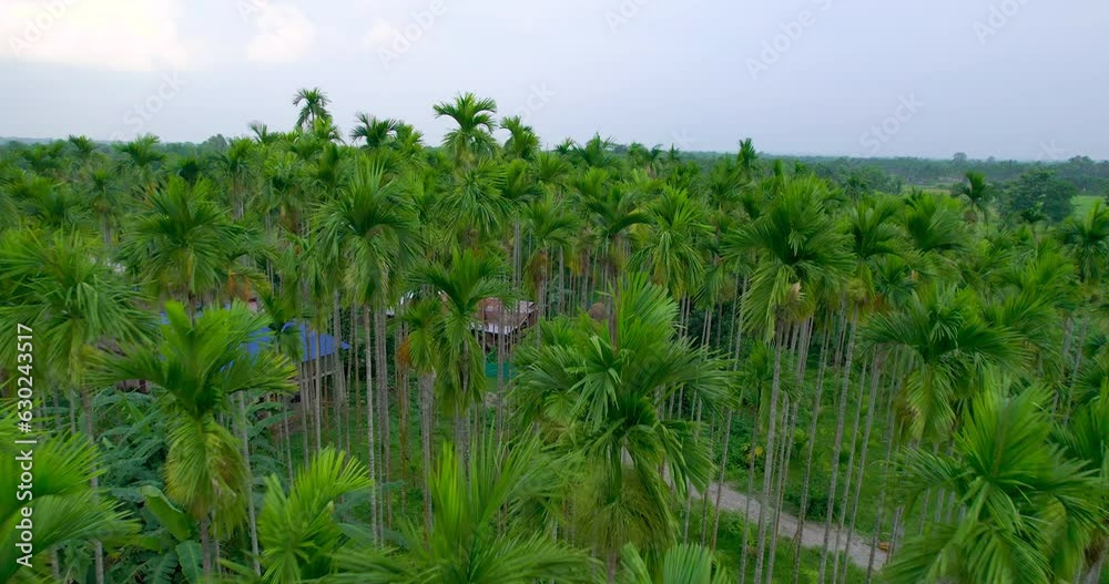Aerial view of tall Areca nut and coconut palm trees surrounding the habitation of farmers in the Terai region of Nepal. Farmers rely on this plantation for their income. Scenic beauty and greenery 4K Aerial view of tall Areca nut and coconut palm trees surrounding the habitation of farmers in the Terai region of Nepal. Farmers rely on this plantation for their income. Scenic beauty and greenery 4K