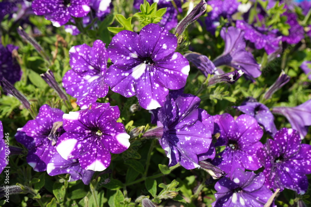 Petunia Atkinsiana, Common Garden Petunia. Purple and White Flowers.
