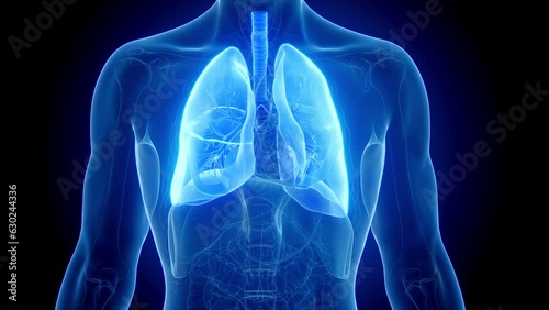 Animation of a man's lungs during respiration