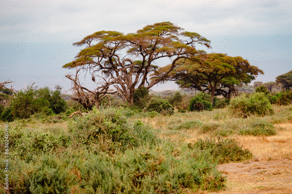 Savannah grassland landscapes with acacia trees in Amboseli National Park, Kenya