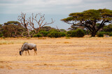 A herd of Southern White bearded wildebeast grazing in the wild at Amboseli National Park, Kenya