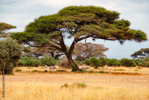 A herd of zebras grazing amidst umbrella thorn acacia tree in Amboseli National Park, Kenya