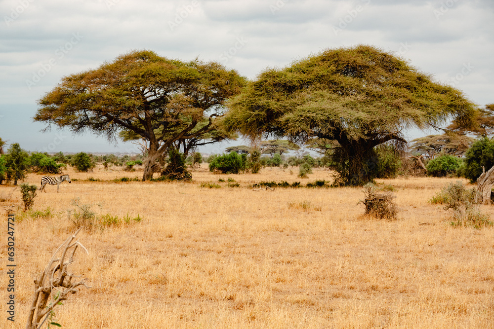 Scenic view of Umbrella Thorn acacia trees growing in the savannah grassland landscapes of Amboseli National Park, Kenya