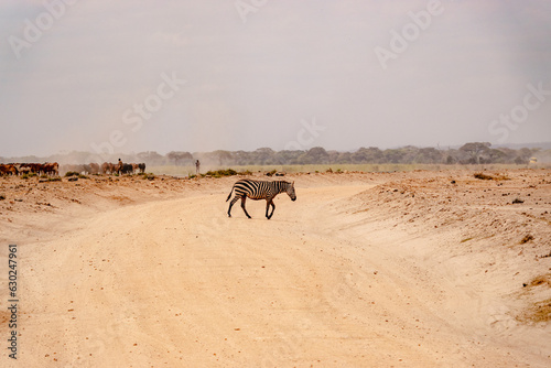 Zebra crossing a dirt road in Amboseli National Park, Kenya