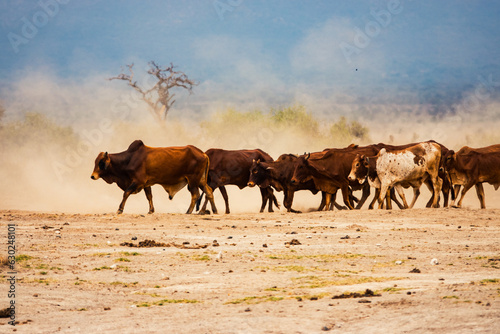 A herd of masai boran cattle grazing in the wild at Amboseli National Park, Kenya