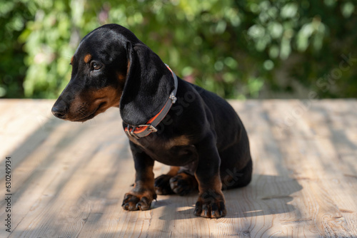 Cucciolo di bassotto nano sul tavolo photo