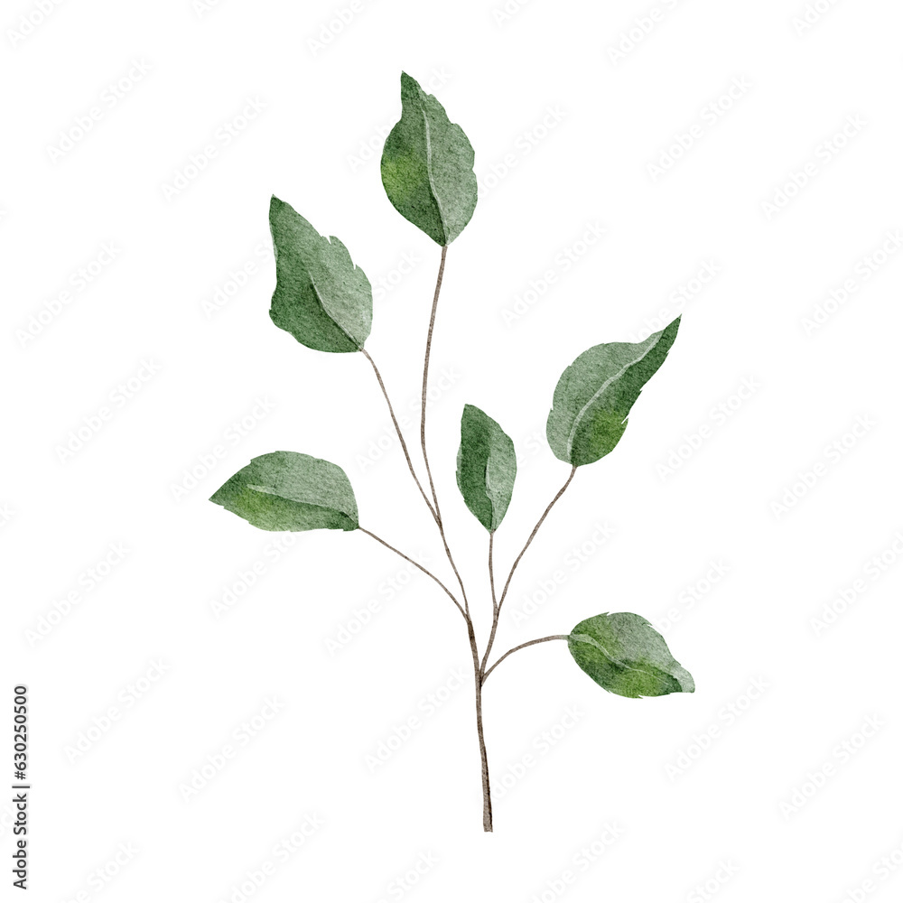 Watercolor botanical illustration with green branch Watercolor botanical illustration with green branch