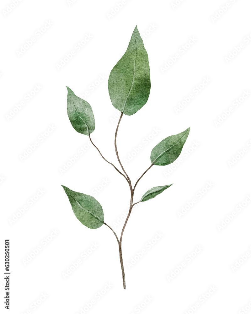 Fototapeta premium green leaf isolated on white background