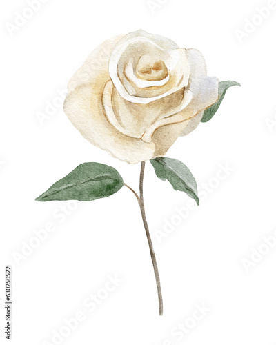 watercolor illustration with white rose isolated on white