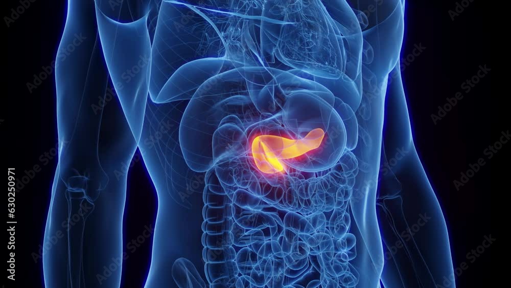 Animation of a healthy man's pancreas