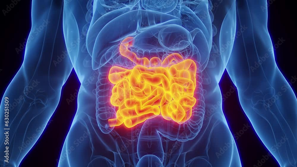 Animation of a man's small bowel Animation of a man's small bowel