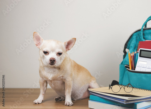 brown chihuahua dog wearing eye glasses, sitting with stack of books with eyeglasses on it and school backpack on wooden floor and white background. Back to school © Phuttharak