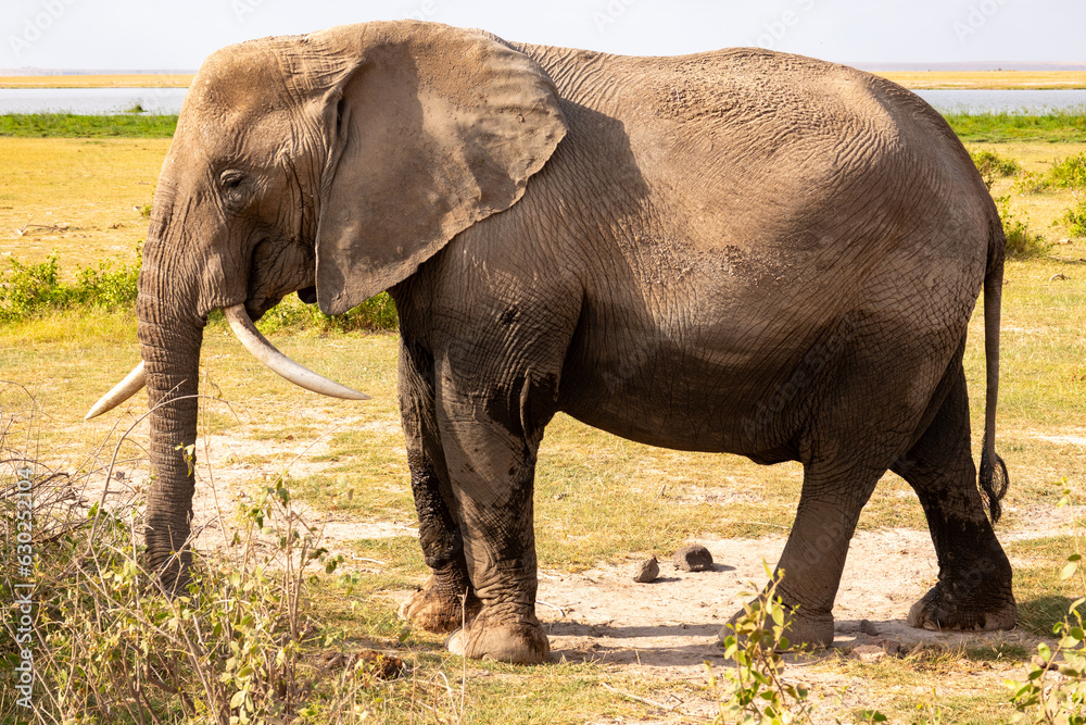 Fototapeta premium An elephant with one tusk facing backwards at Amboseli National Park, Kenya